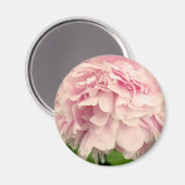 Peony Petals Magnet (Vorderseite/Rückseite)