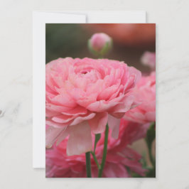 Peony Pink Ranunculus Closeup Feiertagskarte
