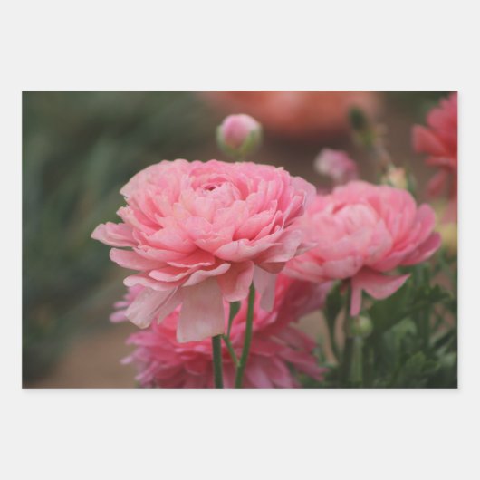 Peony Pink Ranunculus Closeup Geschenkpapier Set (Vorderseite)