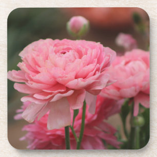 Peony Pink Ranunculus Closeup Getränkeuntersetzer
