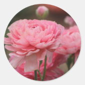 Peony Pink Ranunculus Closeup Runder Aufkleber (Vorderseite)