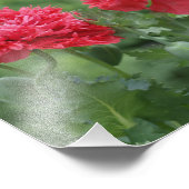 Peony Poppy Blume in Bloom Fotodruck (Ecke)