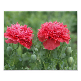 Peony Poppy Blume in Bloom Fotodruck