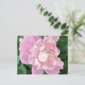 Peony Postcard Postkarte (Stehend Vorderseite)