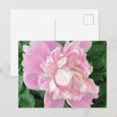 Peony Postcard Postkarte (Vorne/Hinten)
