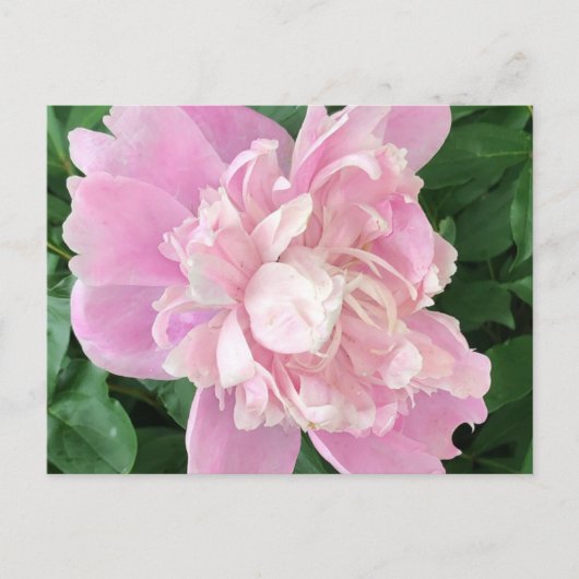 Peony Postcard Postkarte (Vorderseite)