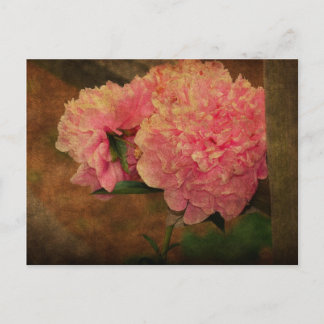 Peony PostCard Postkarte