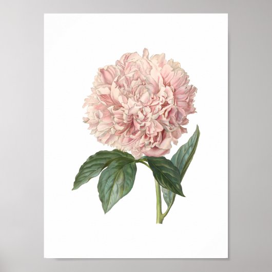 Peony Poster (Vorne)