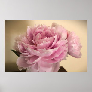 Peony, Poster