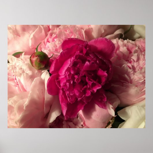 Peony, Poster (Vorne)