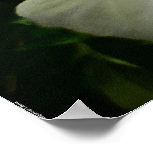 Peony, Poster (Ecke)