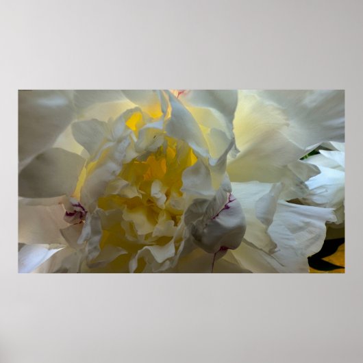 Peony, Poster (Vorne)