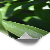 Peony, Poster (Ecke)