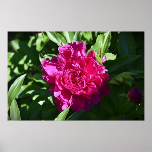 Peony, Poster (Vorne)