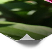 Peony, Poster (Ecke)