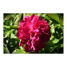 Peony,