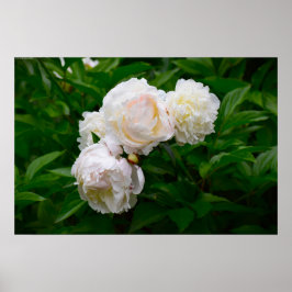 Peony, Poster