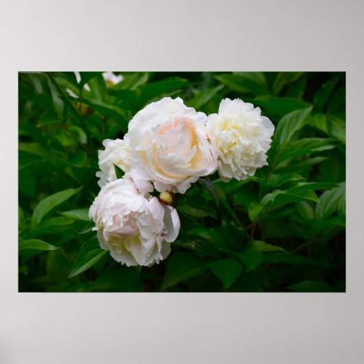 Peony, Poster (Vorne)