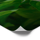 Peony, Poster (Ecke)