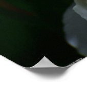 Peony, Poster (Ecke)