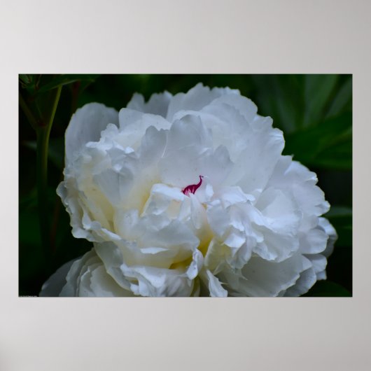 Peony, Poster (Vorne)