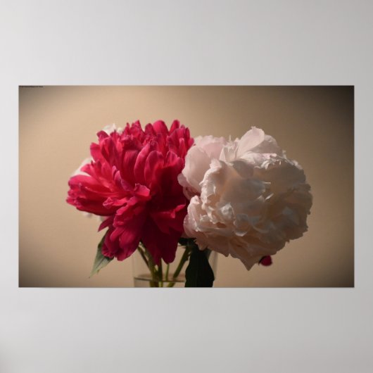 Peony, Poster (Vorne)