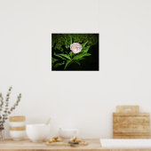 Peony, Poster (Küche)