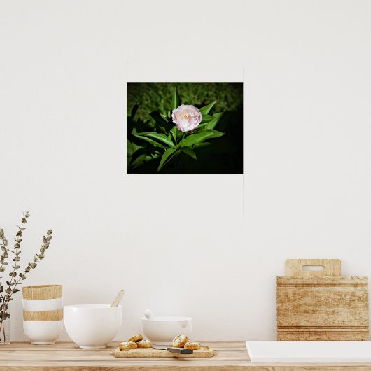 Peony, Poster (Küche)