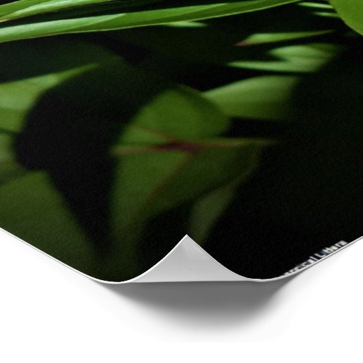 Peony, Poster (Ecke)