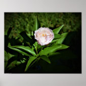 Peony, Poster (Vorne)