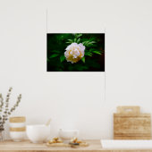 Peony, Poster (Küche)