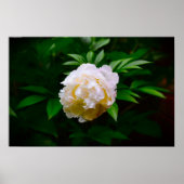 Peony, Poster (Vorne)