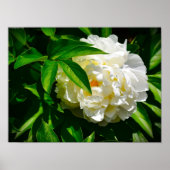 Peony, Poster (Vorne)