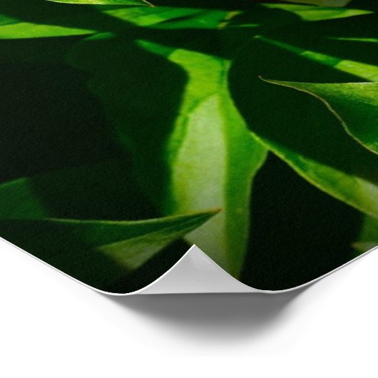 Peony, Poster (Ecke)