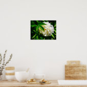 Peony, Poster (Küche)