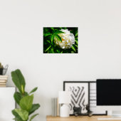 Peony, Poster (Heimbüro)