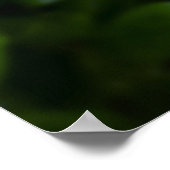 Peony, Poster (Ecke)