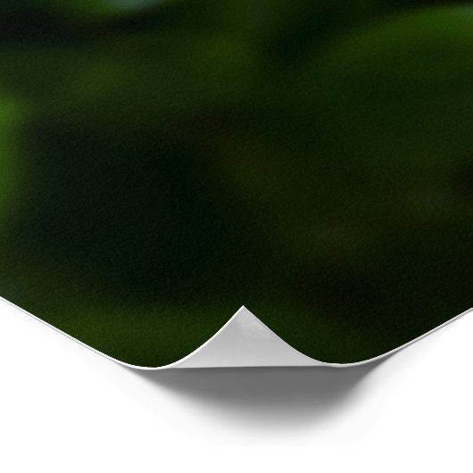 Peony, Poster (Ecke)