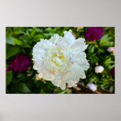 Peony, Poster (Vorne)