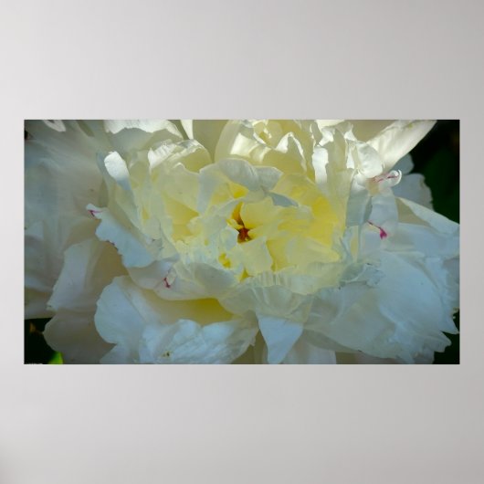 Peony, Poster (Vorne)