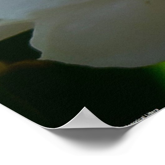 Peony, Poster (Ecke)