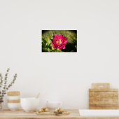 Peony, Poster (Küche)