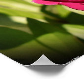Peony, Poster (Ecke)