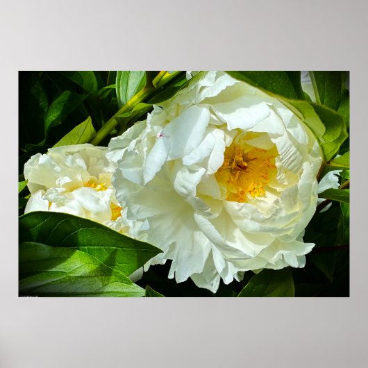 Peony, Poster (Vorne)