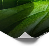 Peony, Poster (Ecke)