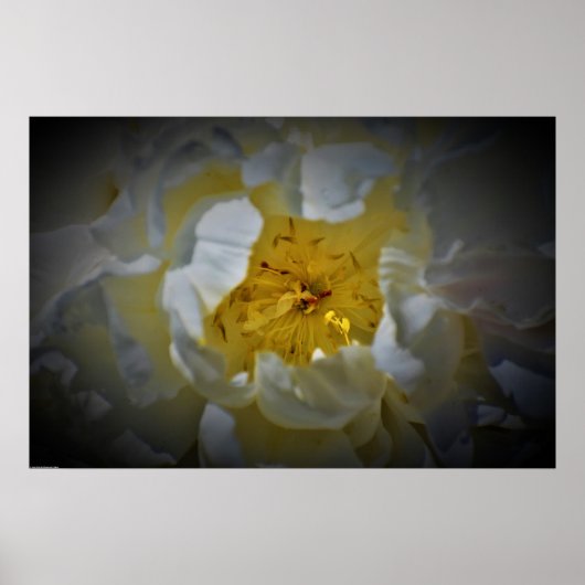 Peony, Poster (Vorne)