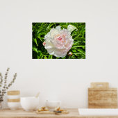 Peony, Poster (Küche)