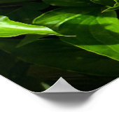 Peony, Poster (Ecke)