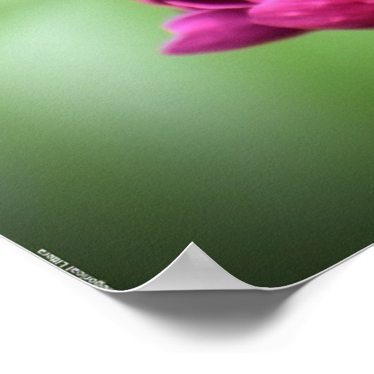 Peony, Poster (Ecke)