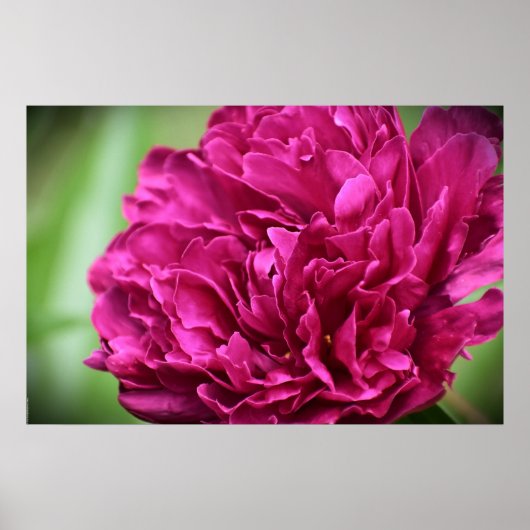 Peony, Poster (Vorne)